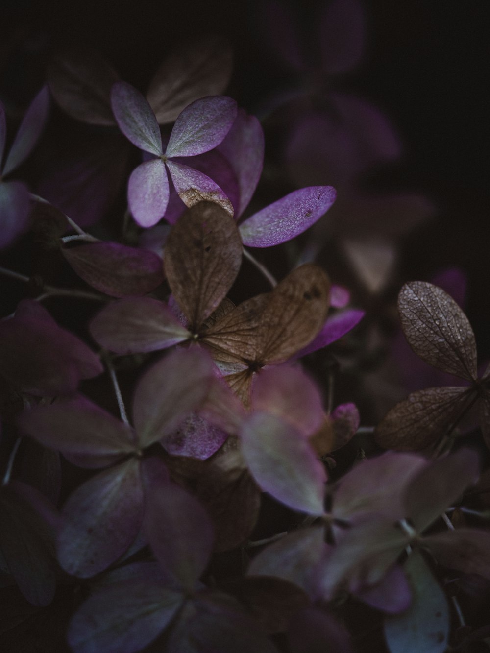 purple and white flower in close up photography