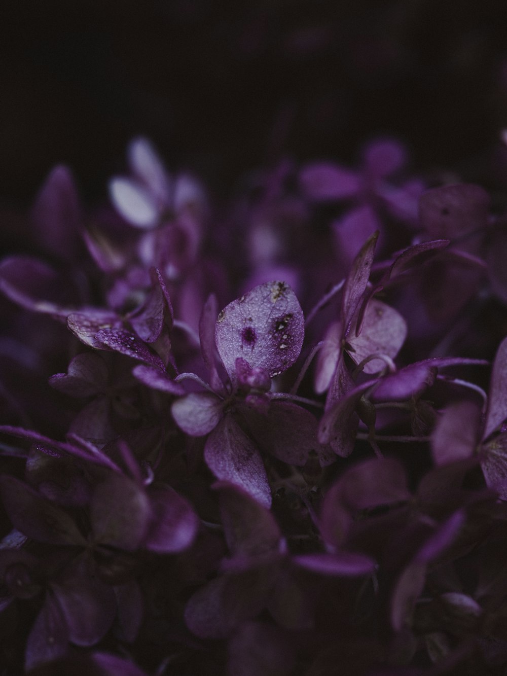 purple flower in close up photography