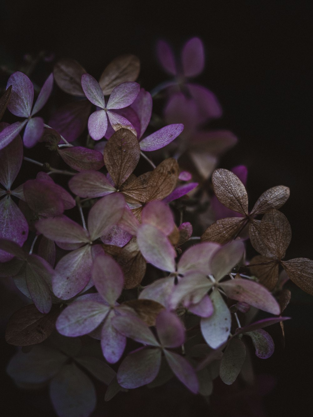 purple and green leaves plant