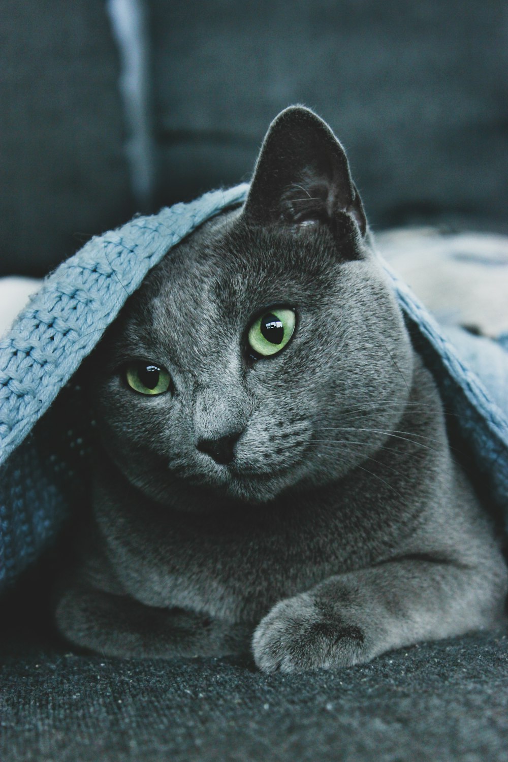 russian blue cat wearing blue knit cap