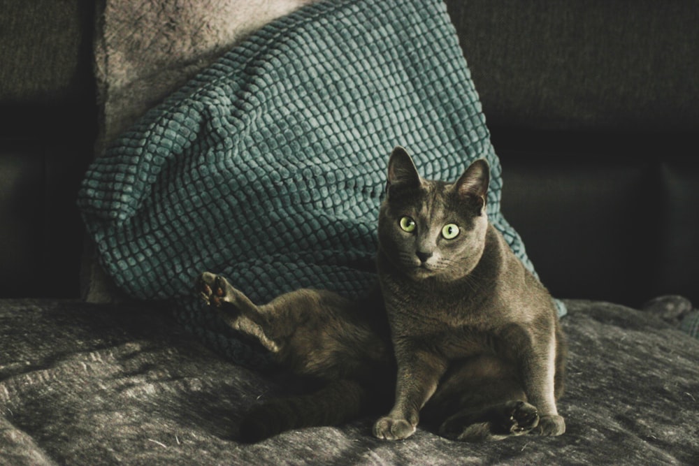 brown tabby cat on blue textile