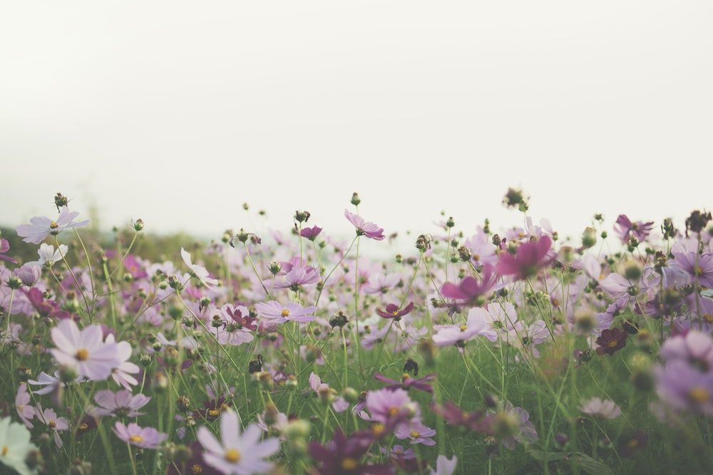 pink and white flowers under white sky during daytime