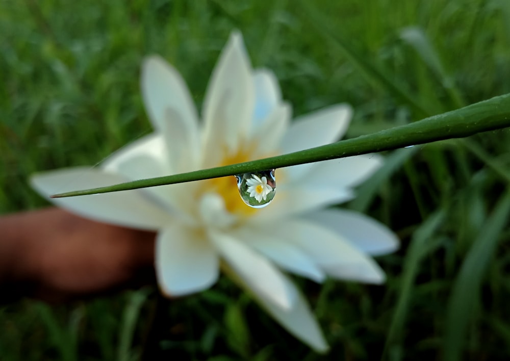 white flower with green leaves