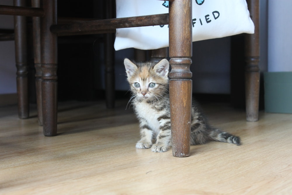 brown tabby kitten on brown wooden table