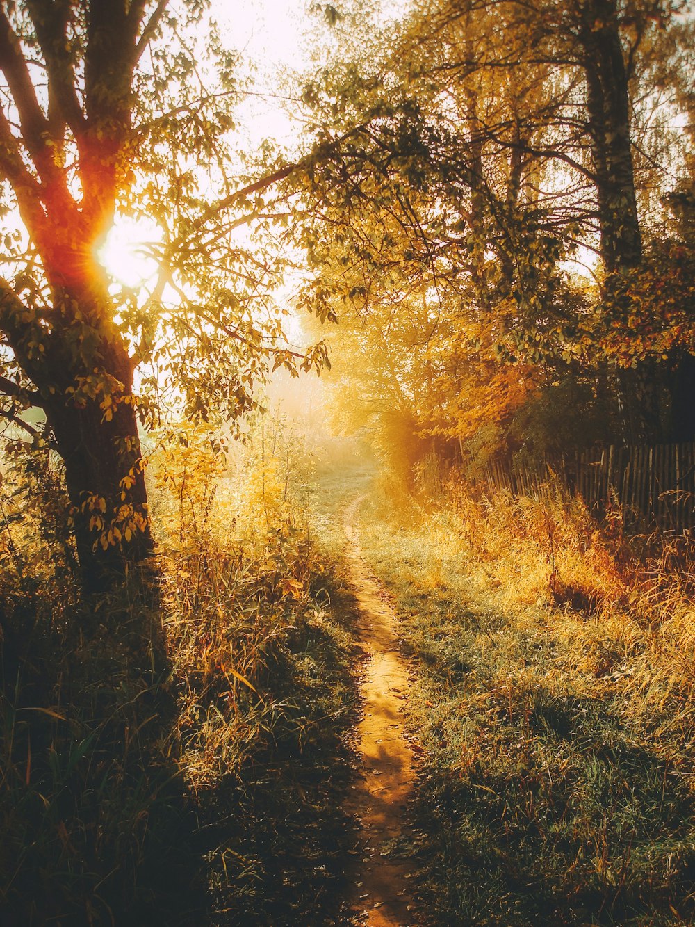 green grass field and trees during sunset