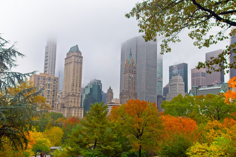 green and brown trees near city buildings during daytime