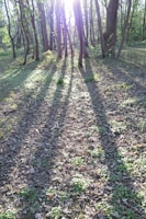 Sunlight filtering through trees in a quiet forest, casting gentle shadows.