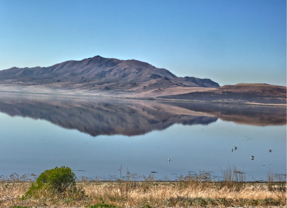 brown grass near lake and mountain under blue sky during daytime