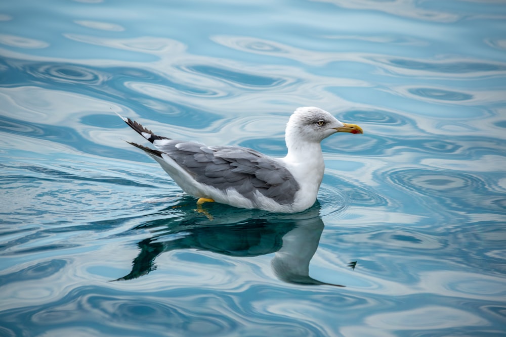 white duck on water during daytime