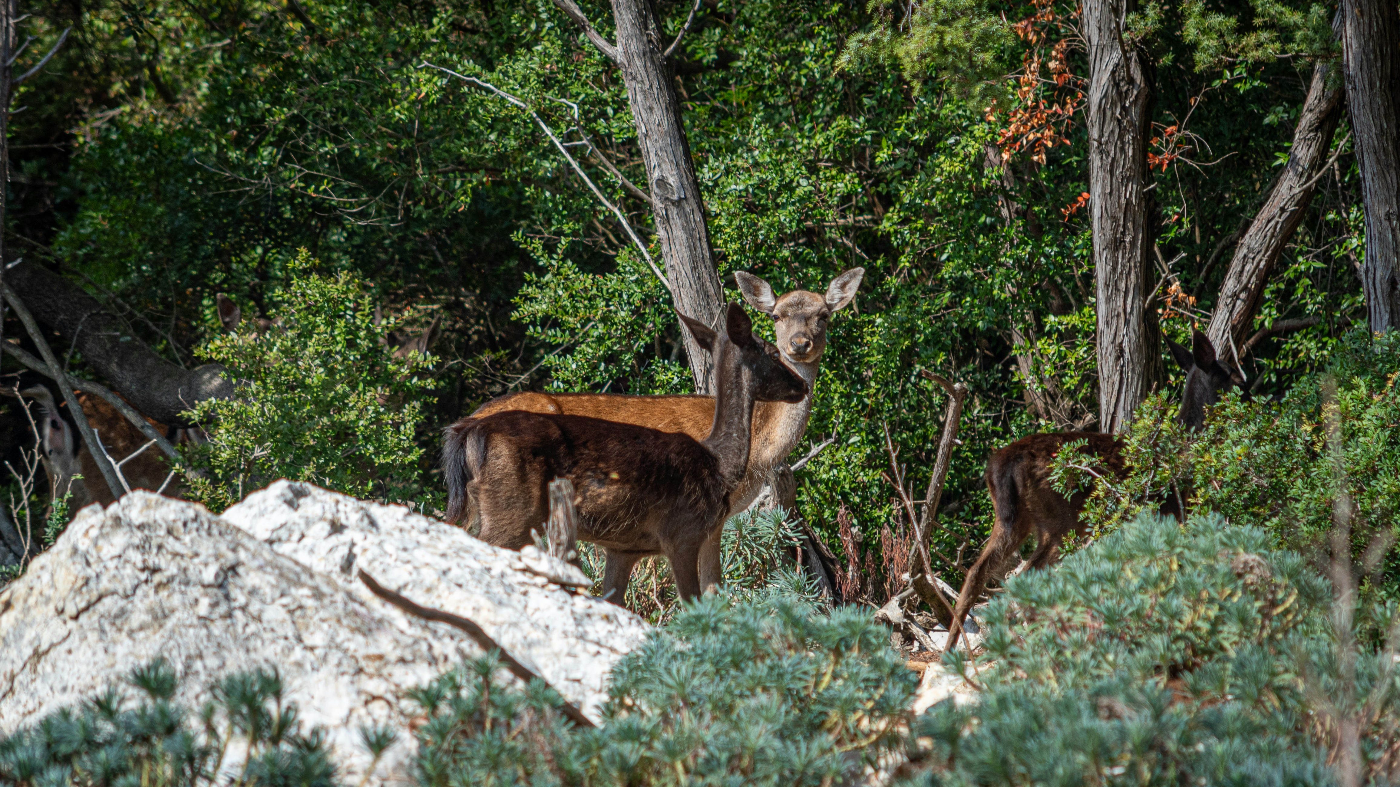 Braunhirsche stehen tagsüber auf weißem Felsen