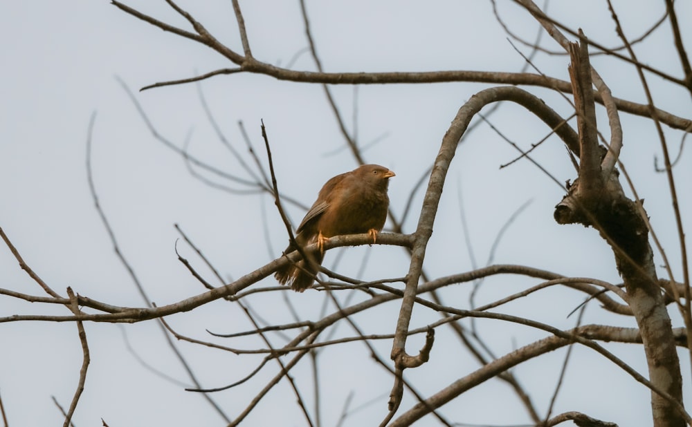 brown bird on brown tree branch during daytime