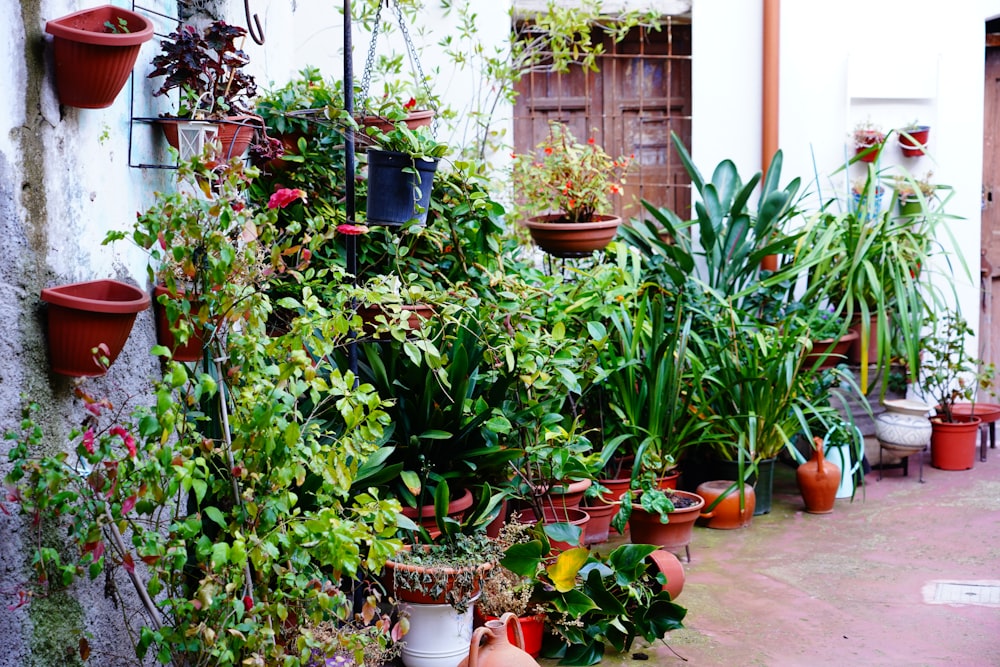 green plants on brown clay pots
