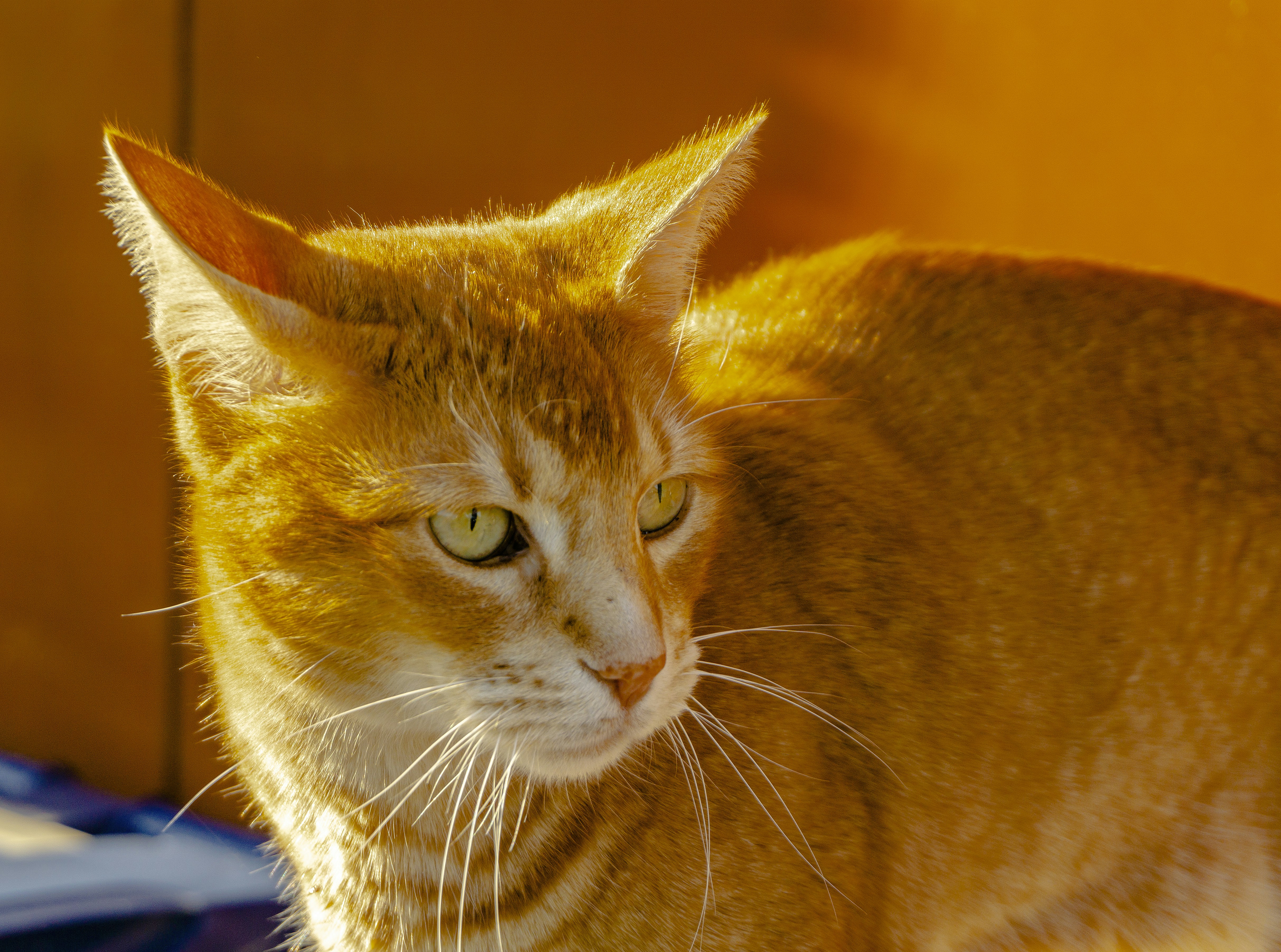 Orange Tabby Cat On Blue Textile Photo Free Animal Image On Unsplash