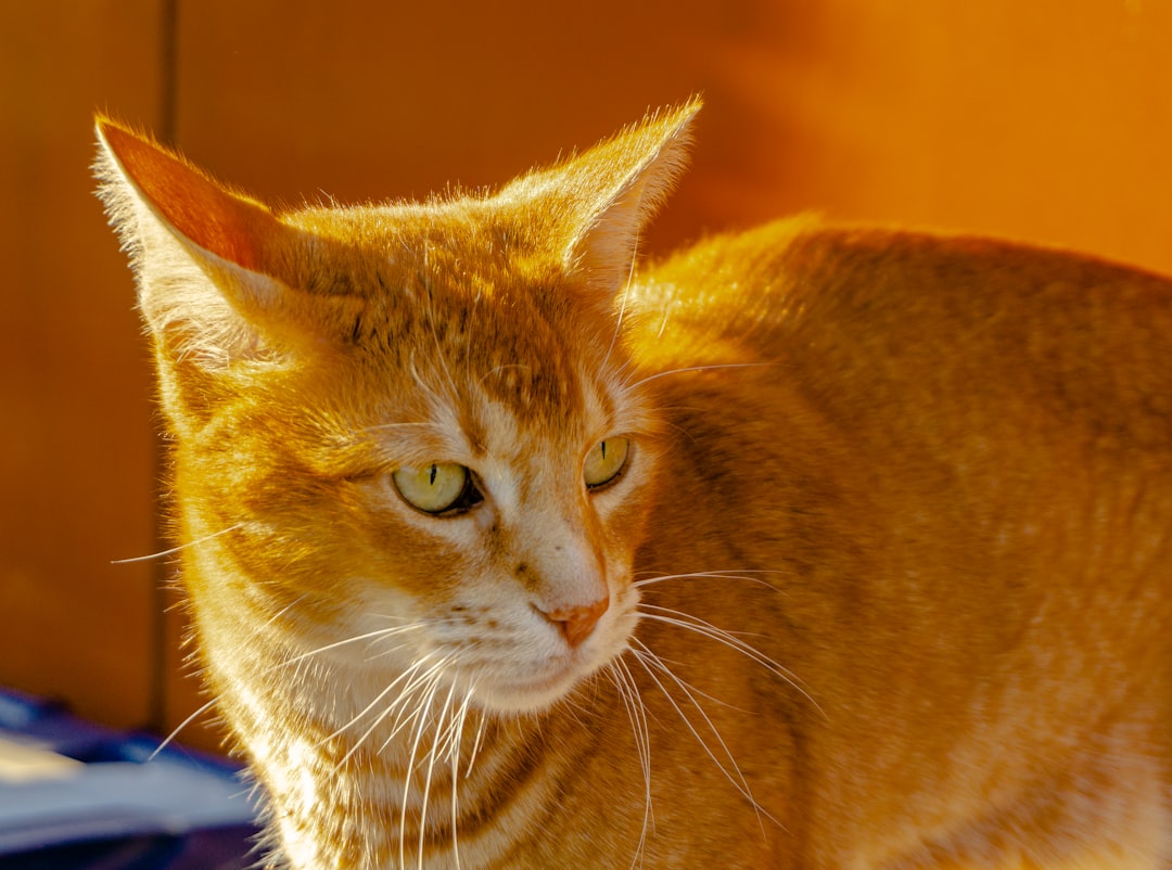orange tabby cat on blue textile
