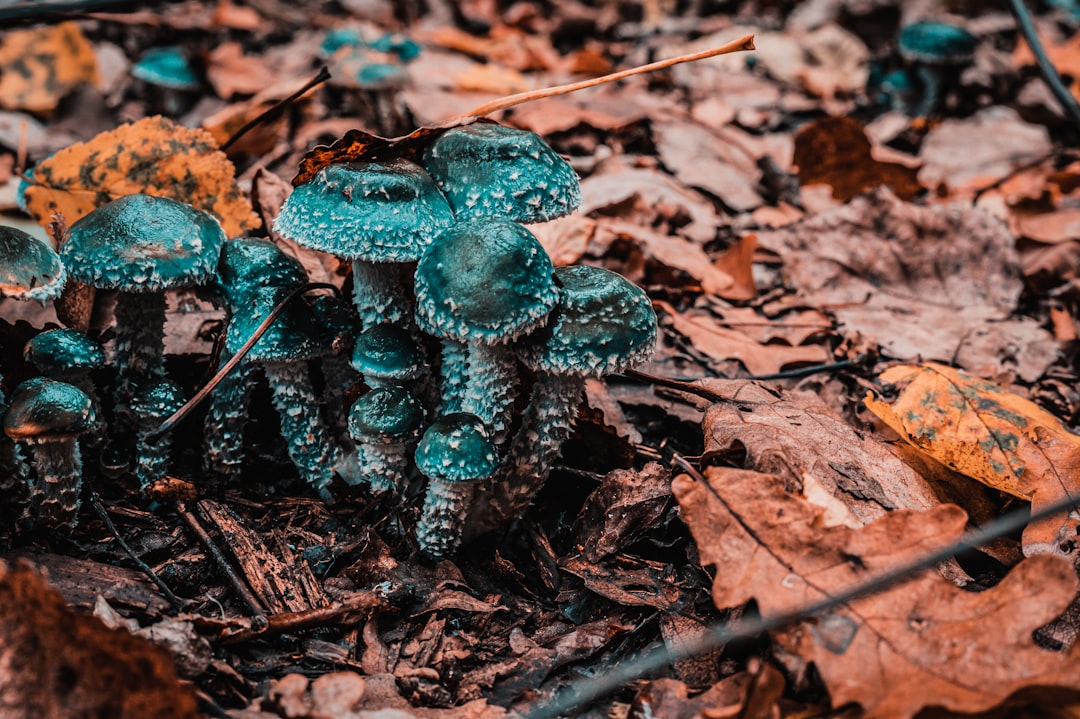 Nutridom 奶蓟草 250 毫克 120 粒素食胶囊