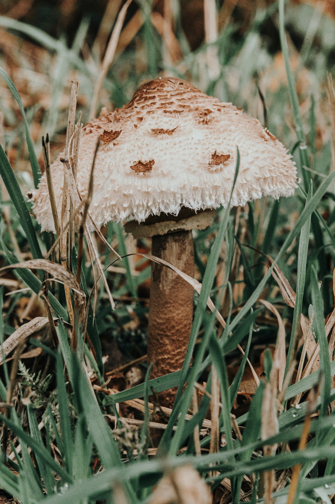 brown and white mushroom on green grass