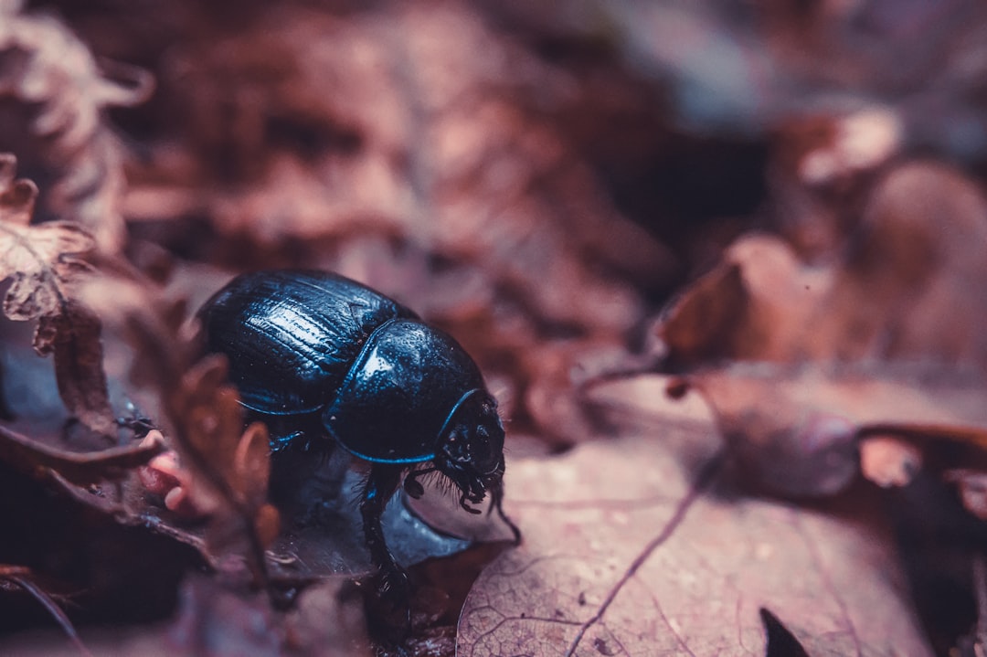 black beetle on brown dried leaf in macro photography
