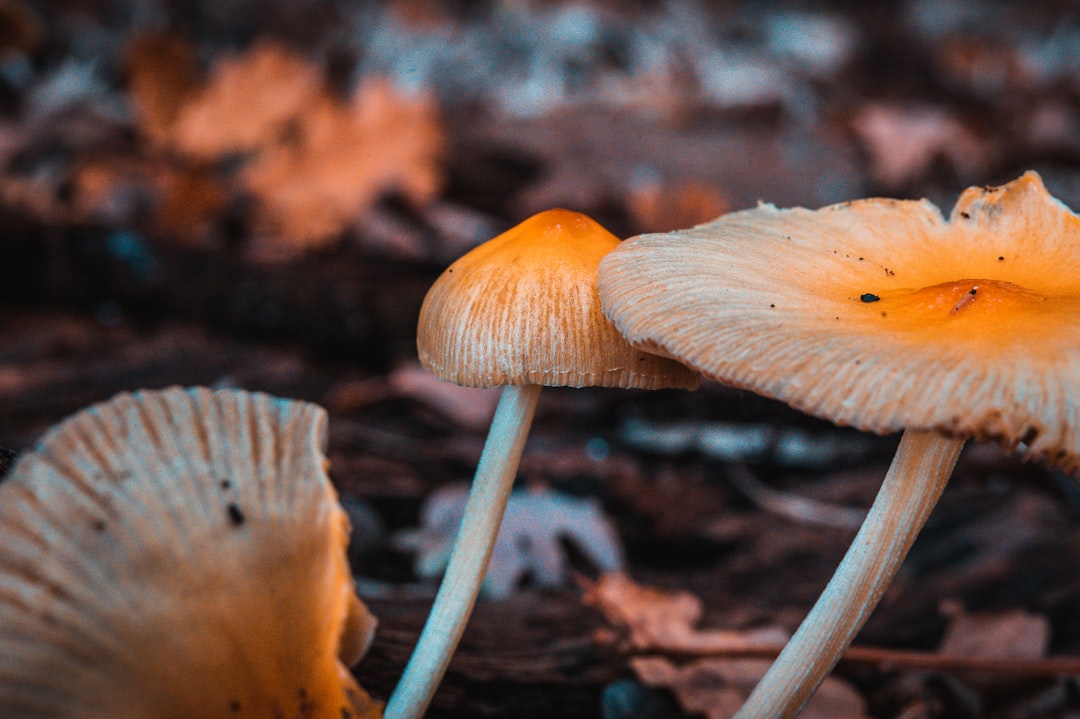 brown mushroom in tilt shift lens