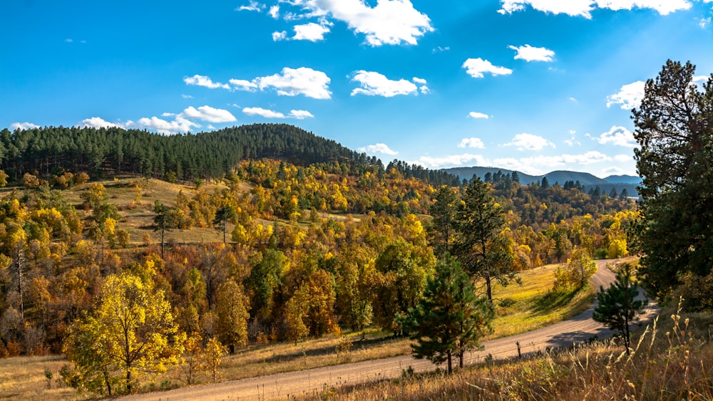 Grüne Bäume auf braunem Feld unter blauem Himmel tagsüber