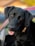 black labrador retriever puppy in close up photography