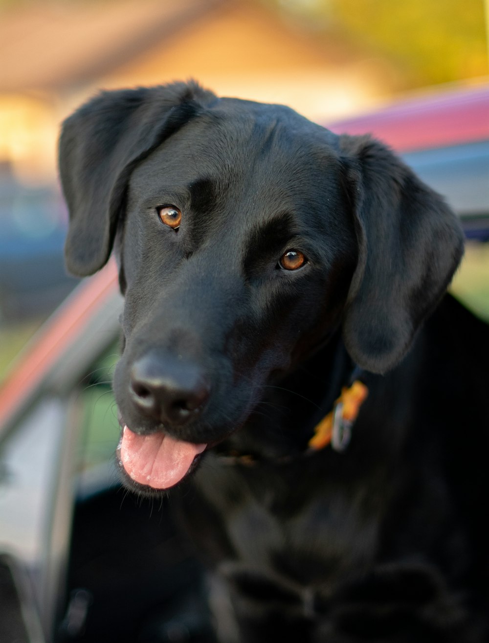 クローズアップ写真の黒いラブラドールレトリバーの子犬