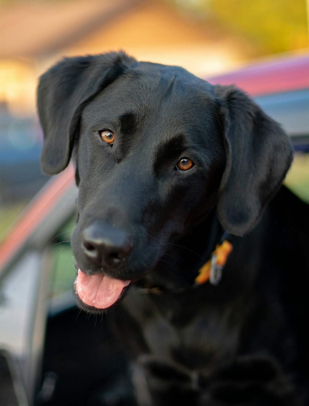 filhote de cachorro labrador retriever preto em fotografia de perto