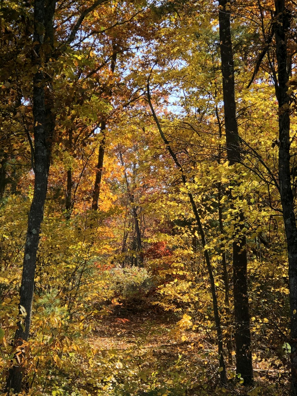 yellow and green trees during daytime