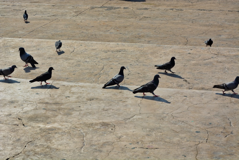 black and white birds on brown sand during daytime