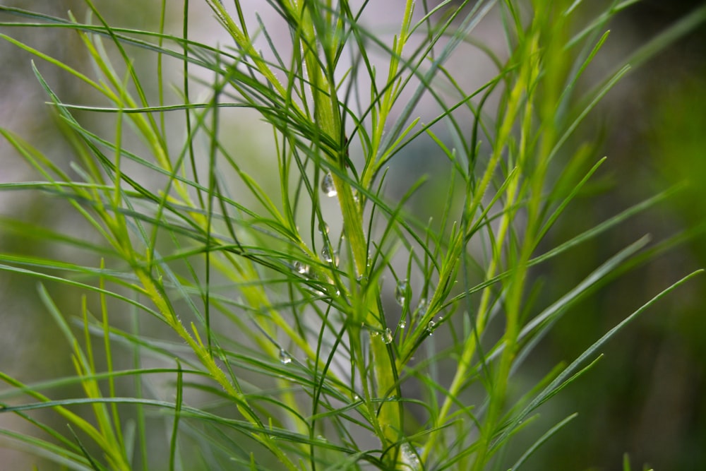 green plant in close up photography