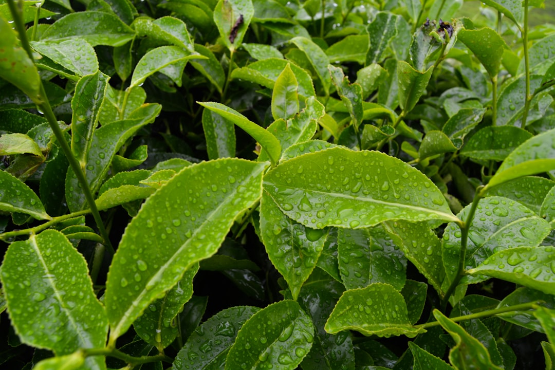 green leaves with water droplets, Tea leaves with water droplets on them.