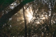 Soft rays of sunlight breaking through dense foliage, illuminating a quiet natural sanctuary.