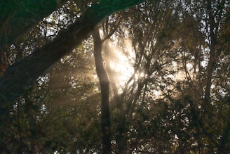 Soft rays of sunlight breaking through dense foliage, illuminating a quiet natural sanctuary.