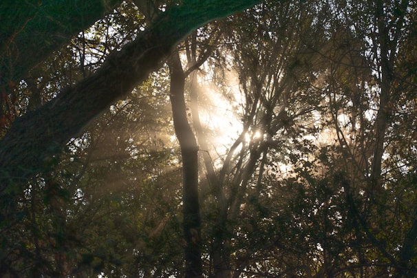 Sunlight filtering through the dense forest canopy, highlighting the peacefulness of the tribal village.