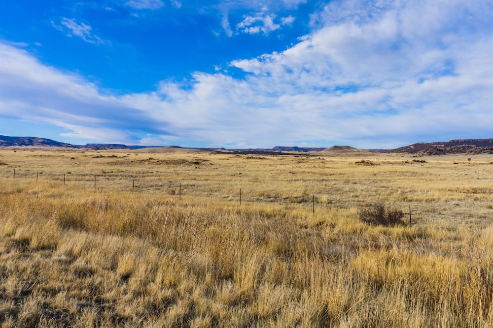 brown grass field under blue sky and white clouds during daytime