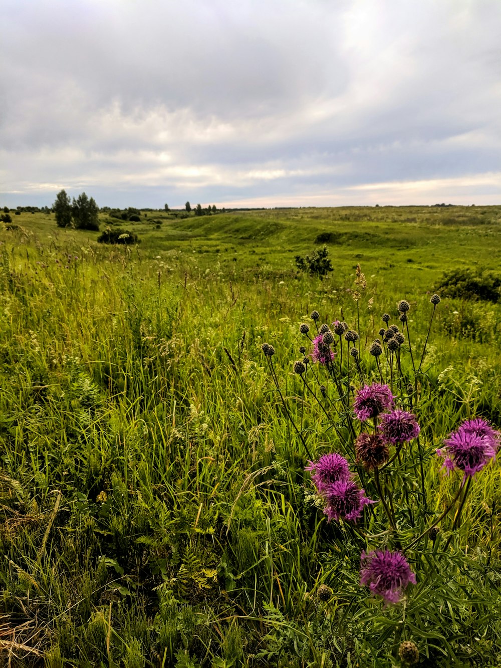 purple flower on green grass field under cloudy sky during daytime