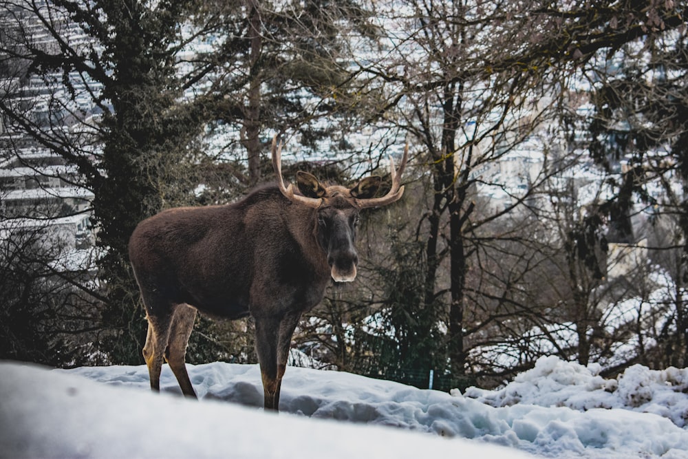 brown moose on snow covered ground during daytime