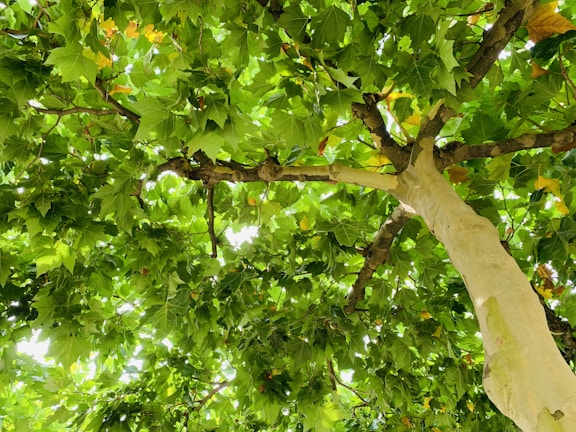 Screenshot of the interactive DSA visualizer showing a tree traversal animation.