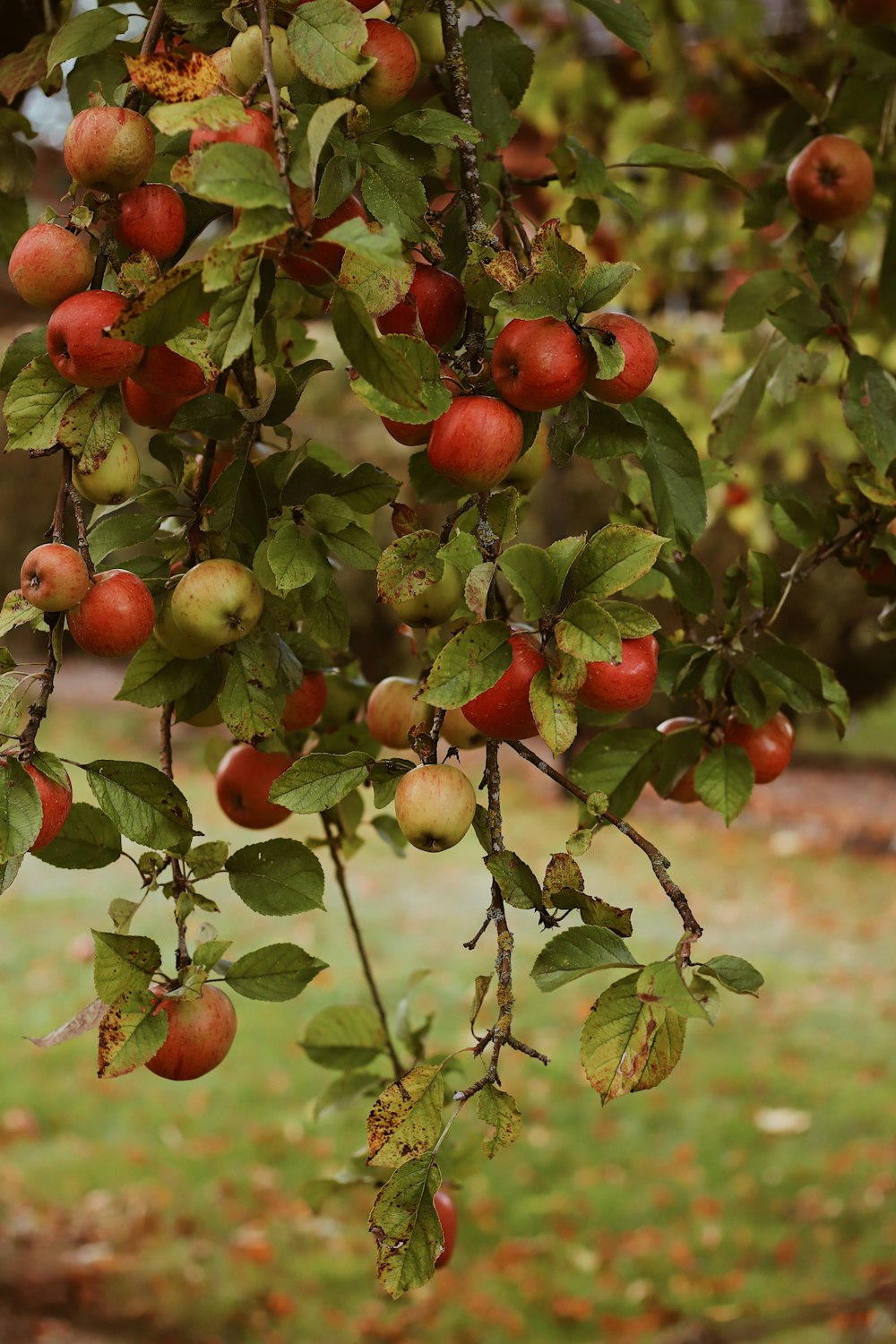 rote und grüne Früchte am Baum während des Tages