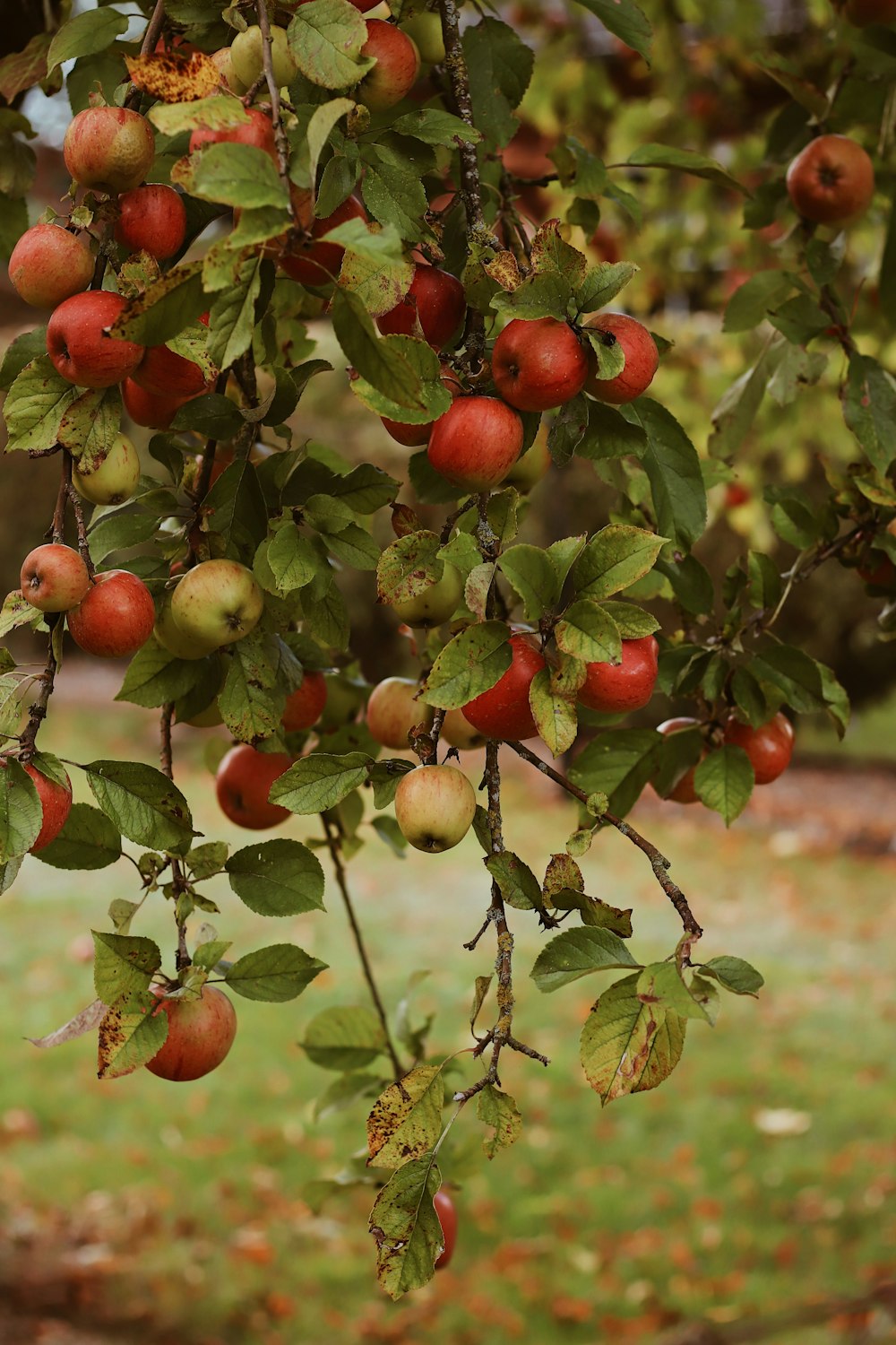 red and green fruit on tree during daytime