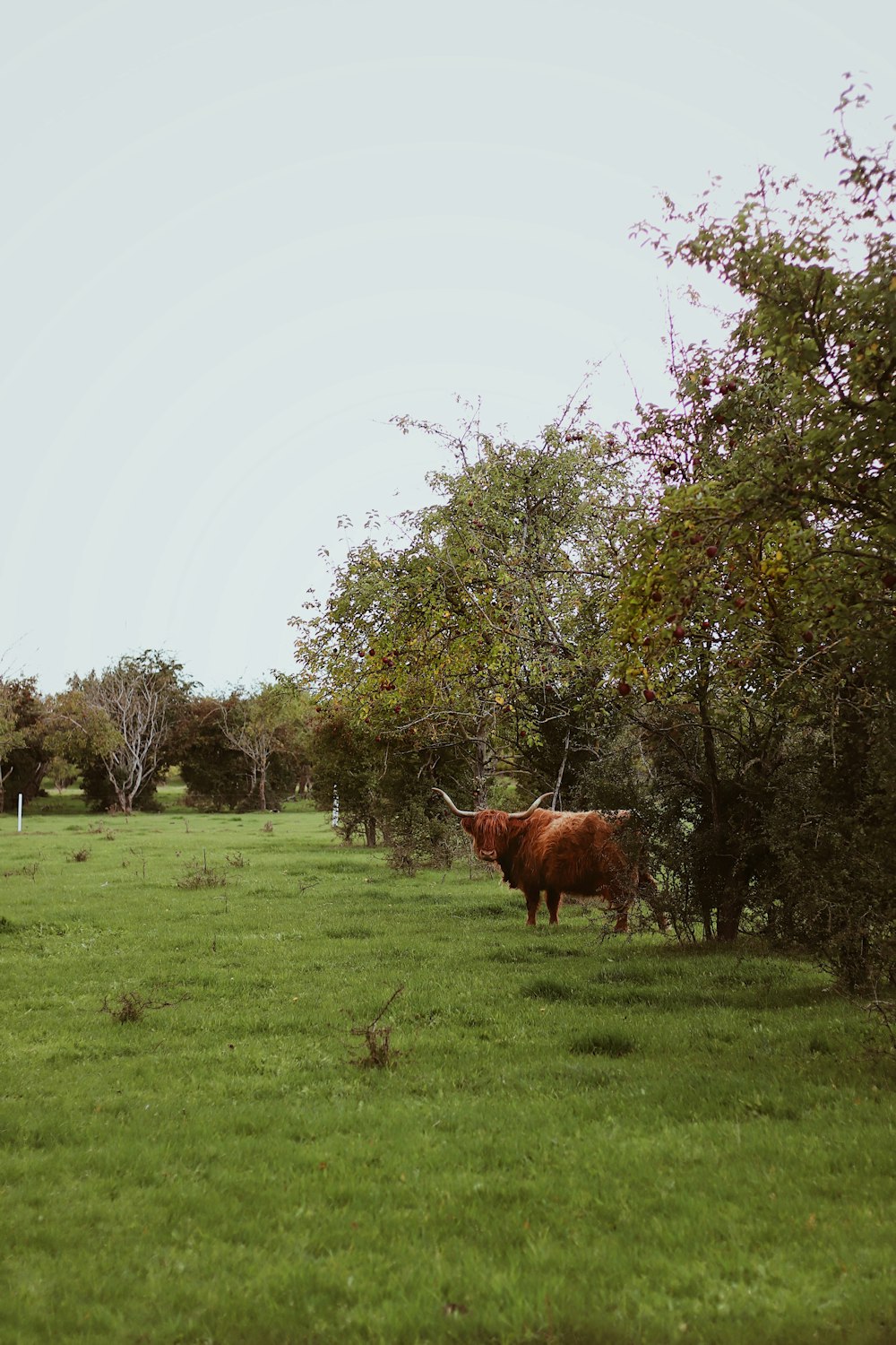 昼間の緑の芝生の上の茶色の牛