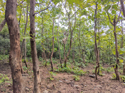 A group of Indian volunteers planting saplings in a sunny village area surrounded by native birds and monkeys.