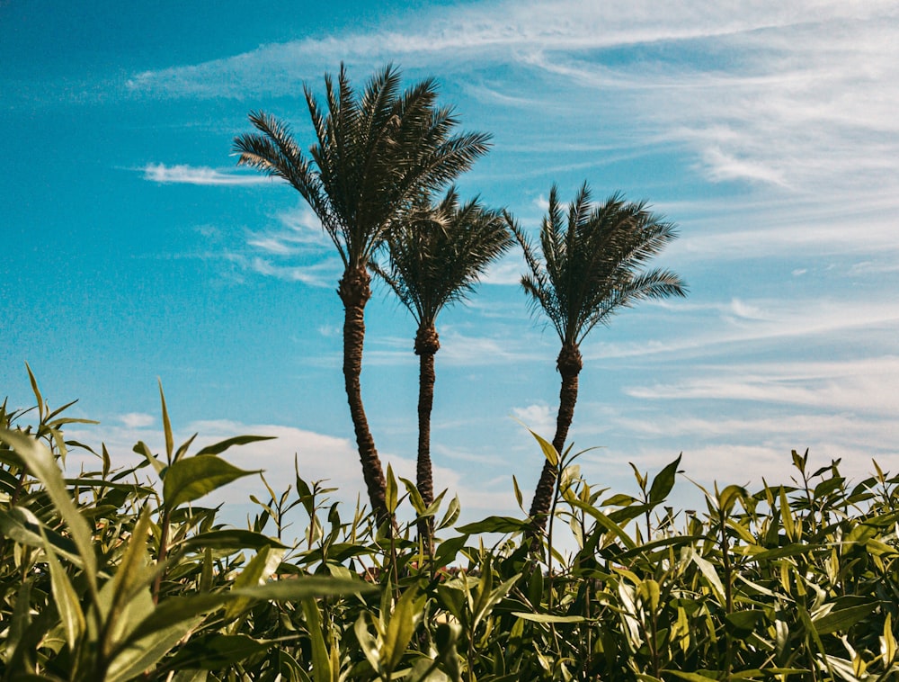 green plant under blue sky during daytime