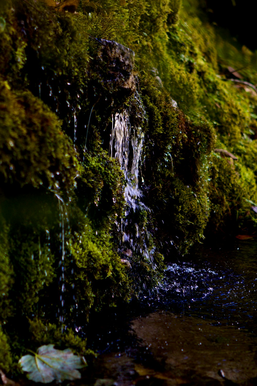 green moss on brown rock