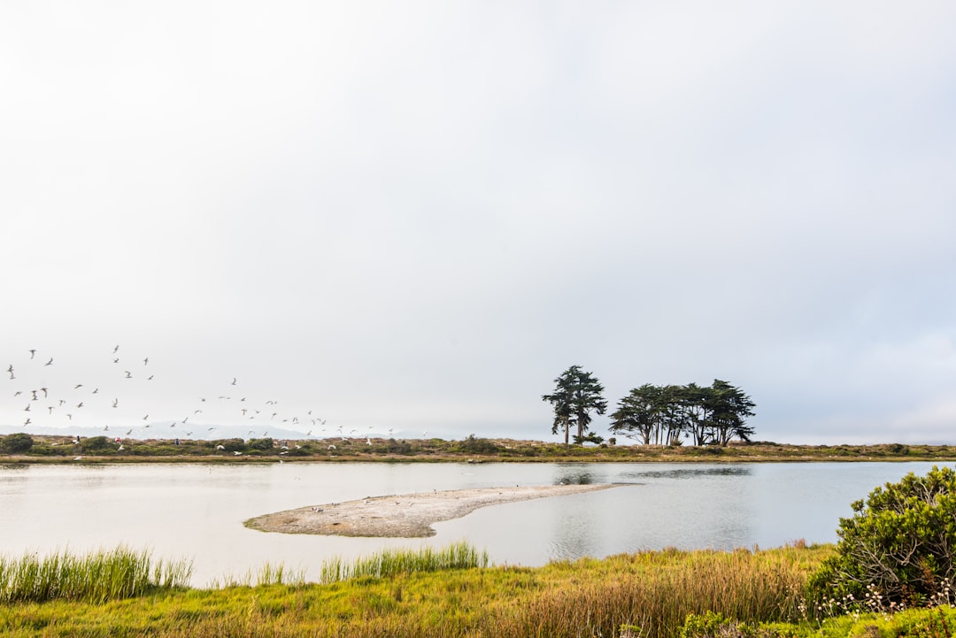 green grass field near body of water during daytime