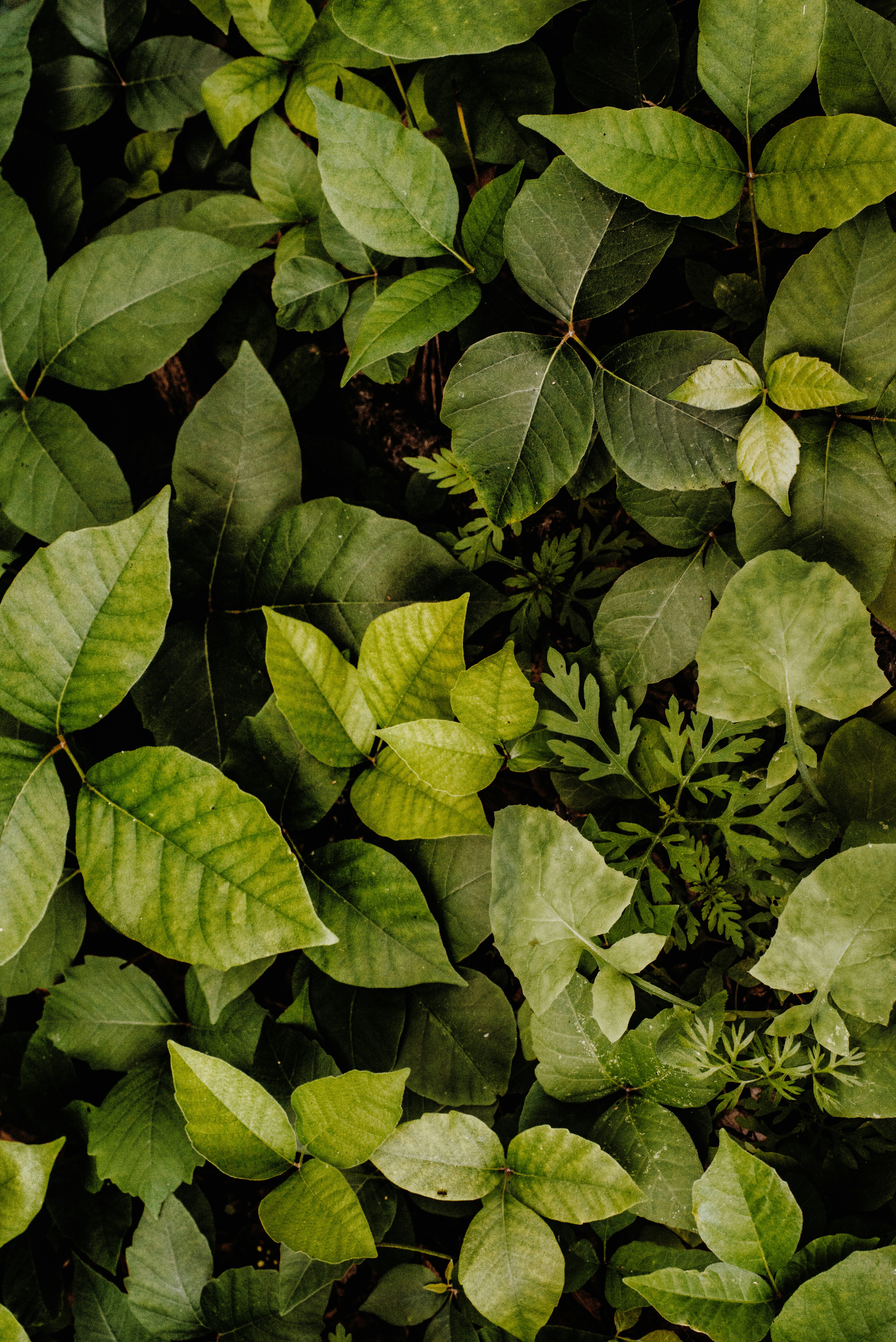 Photo by fernthephotographer