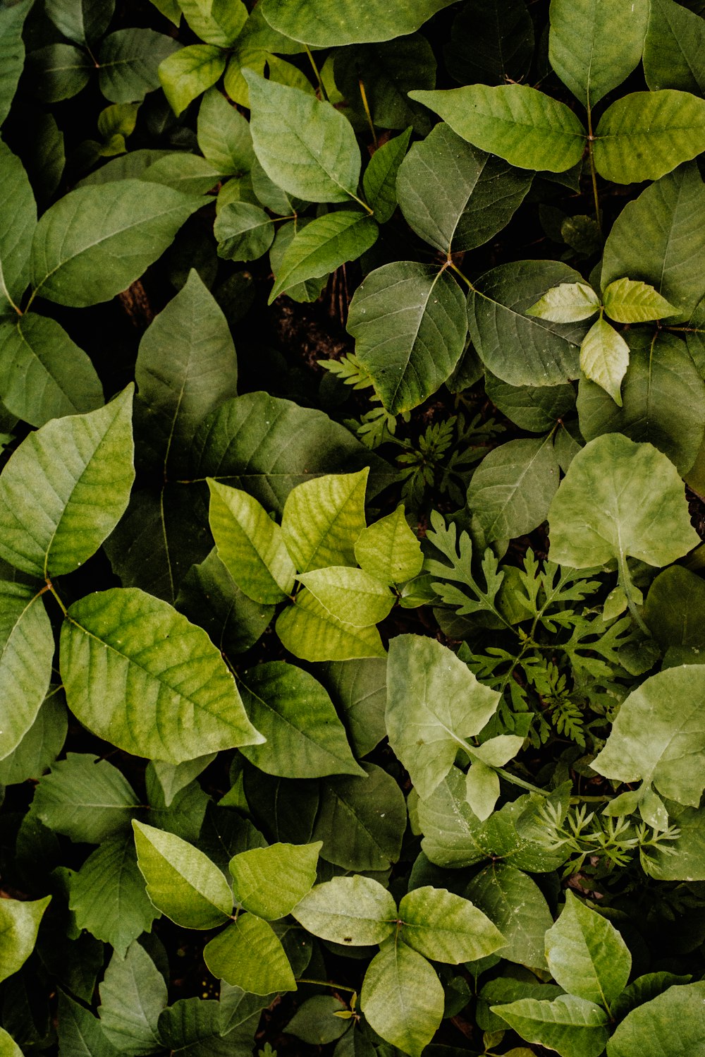 green leaves plant during daytime