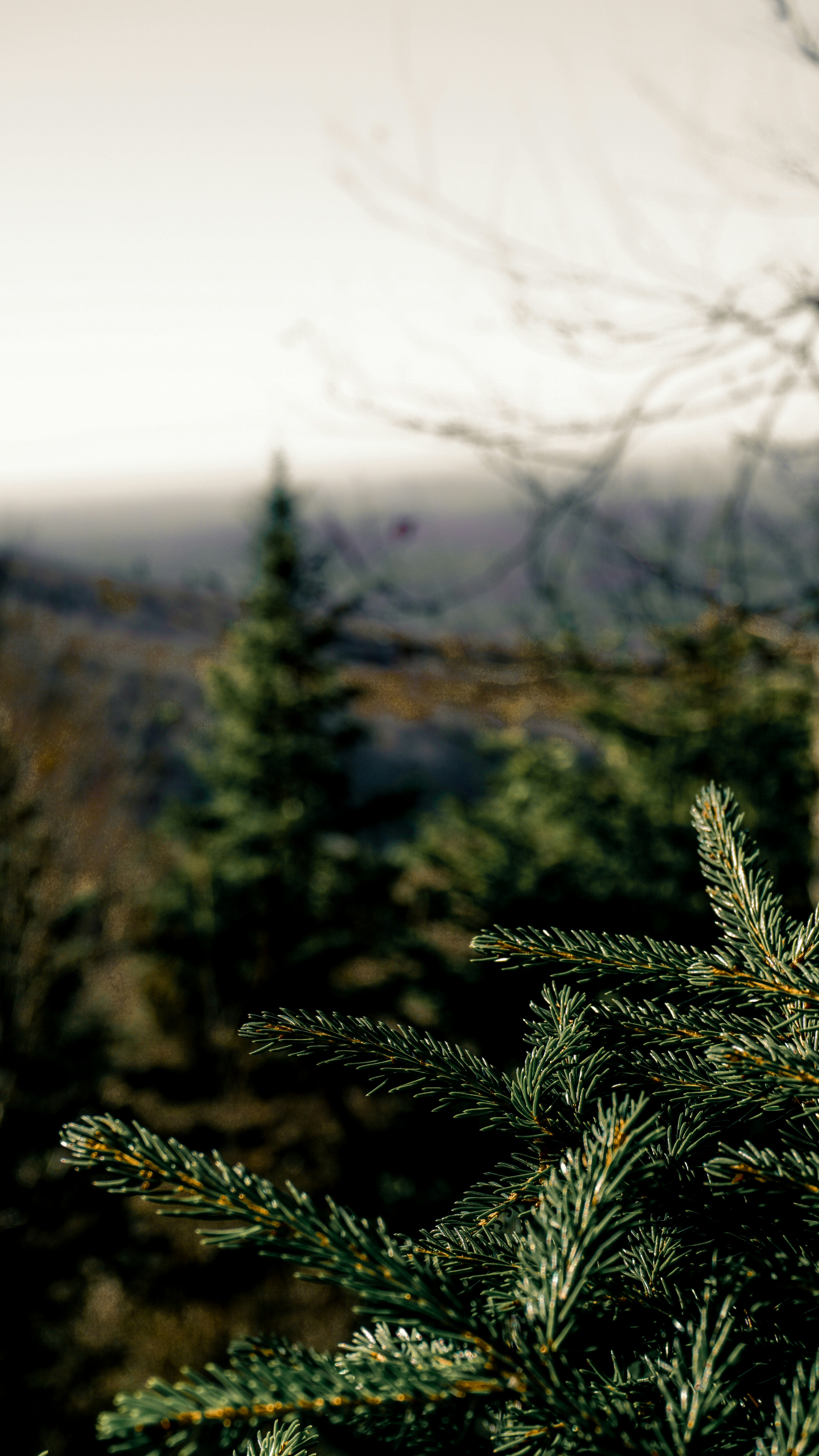 green pine tree during daytime