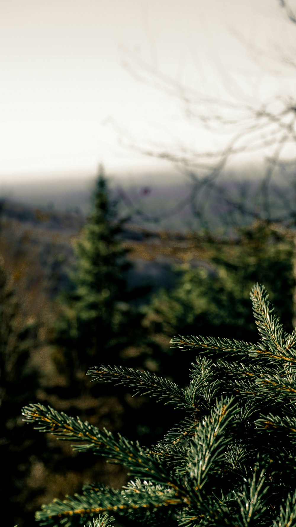 green pine tree during daytime