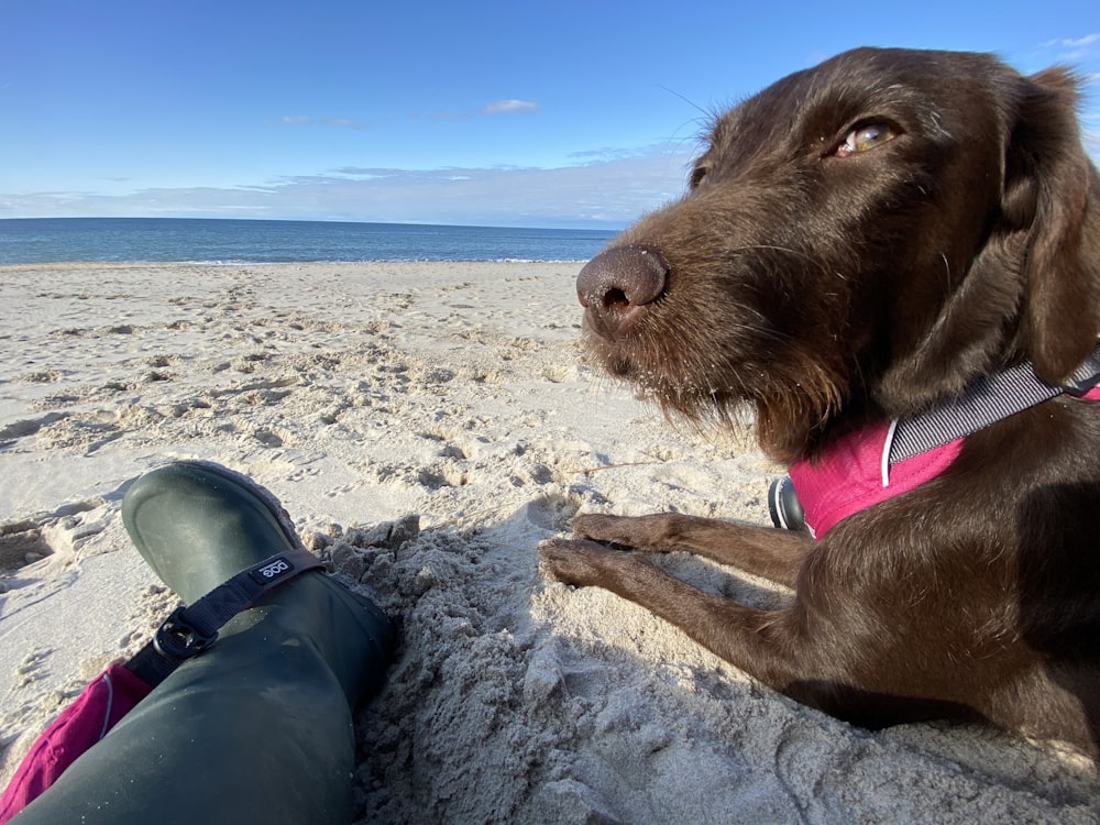 brown short coated dog with blue leash sitting on gray sand during daytime