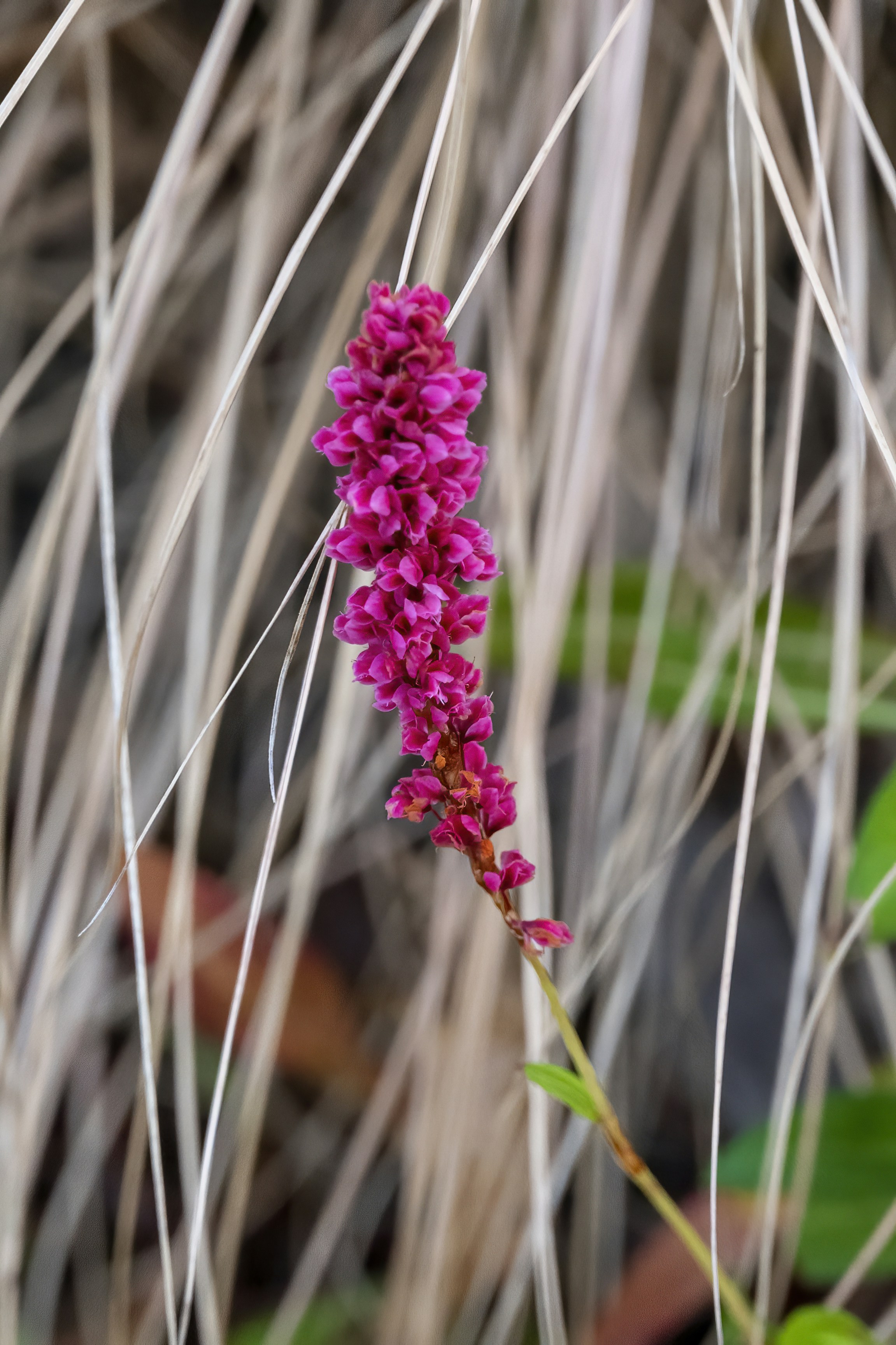 Photo by cholewinski